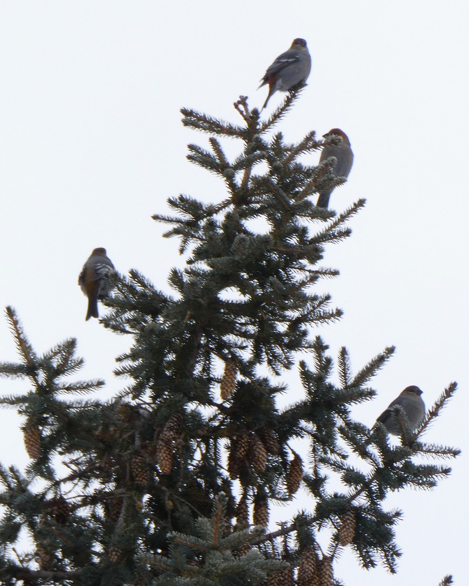 Pinu-gailupa - ML646620710