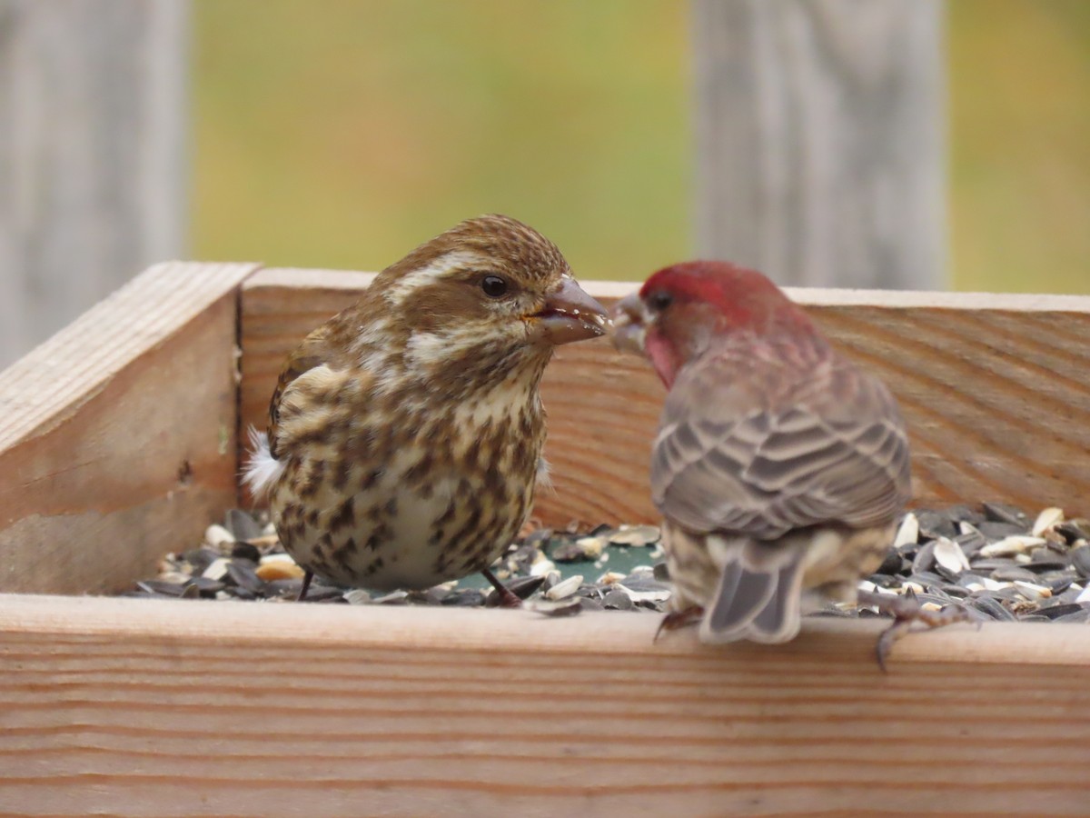 Camachuelo Purpúreo - ML646620711