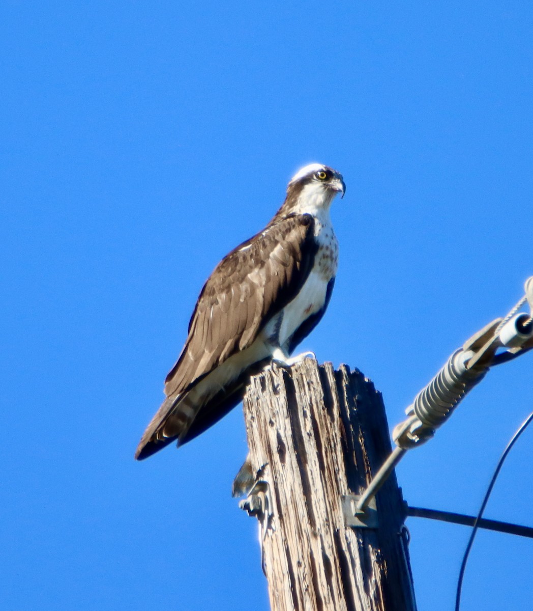 Águila Pescadora (americana) - ML646620712
