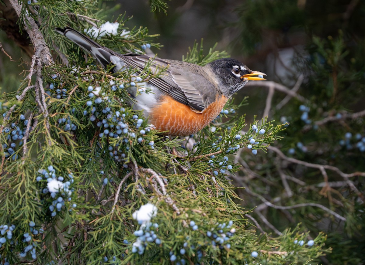 American Robin - ML646620713
