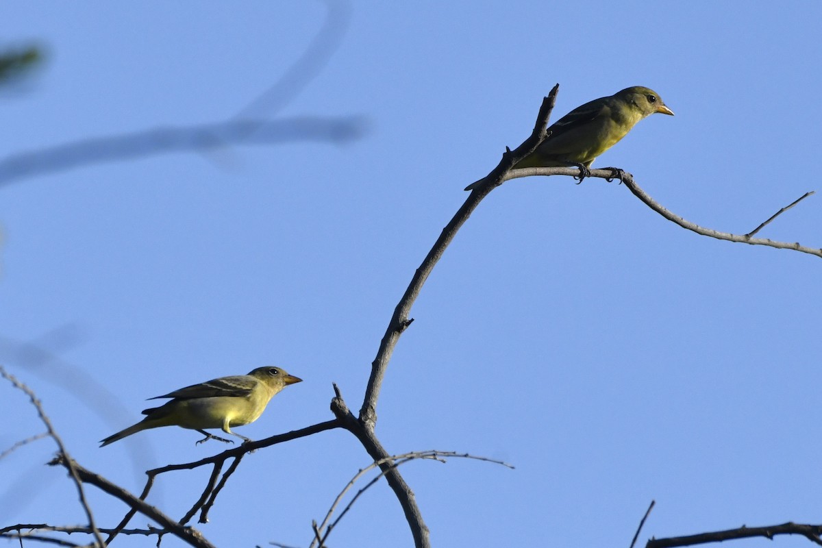 Піранга жовтогуза - ML646620721