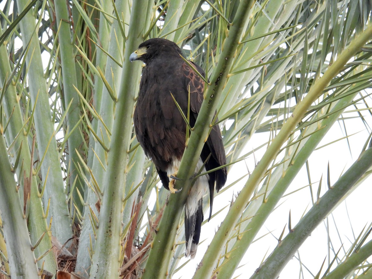 Канюк пустельний - ML646620722