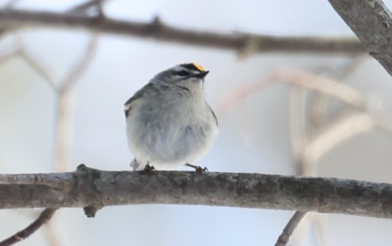 Золотомушка світлоброва - ML646620723