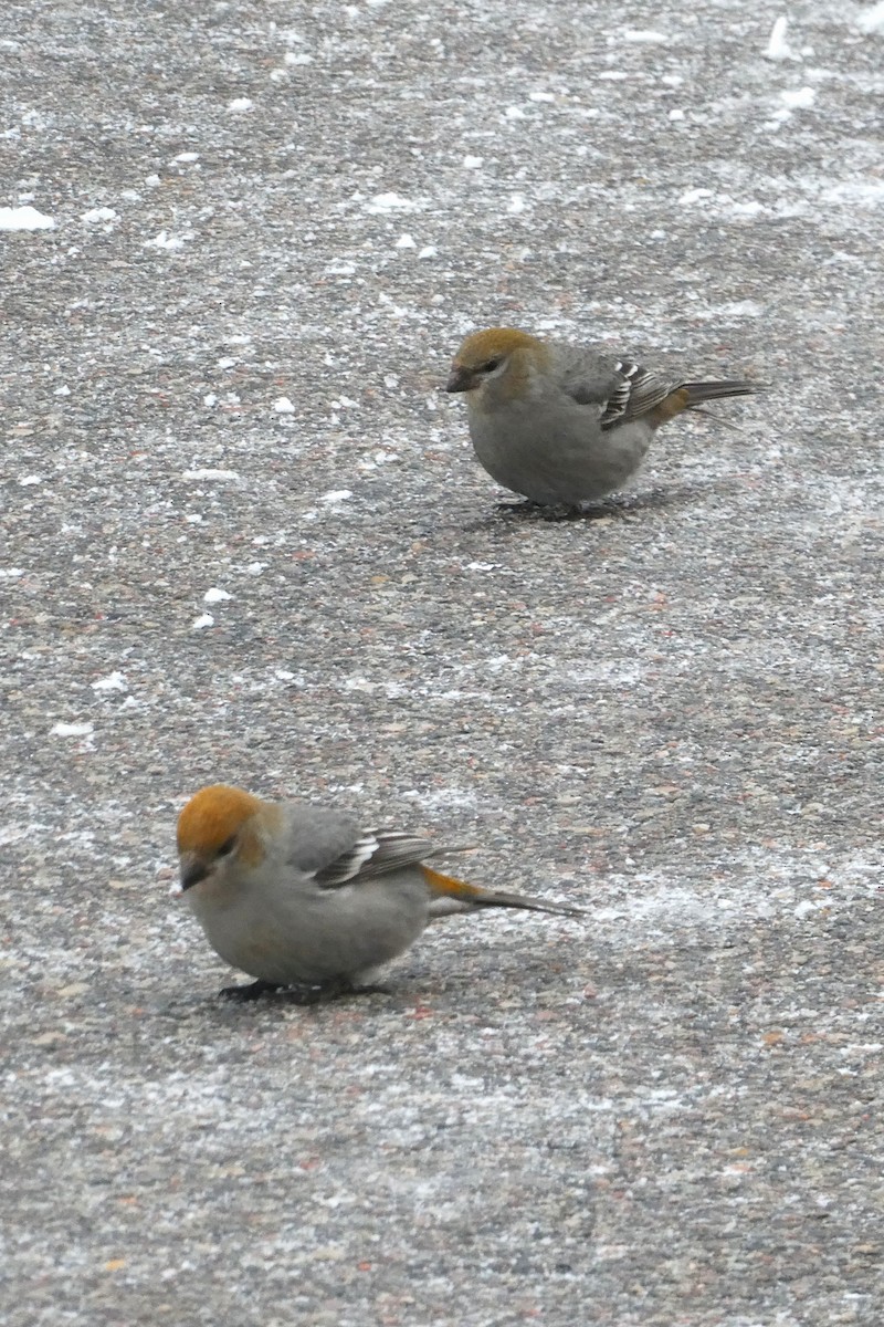 Pinu-gailupa - ML646620724