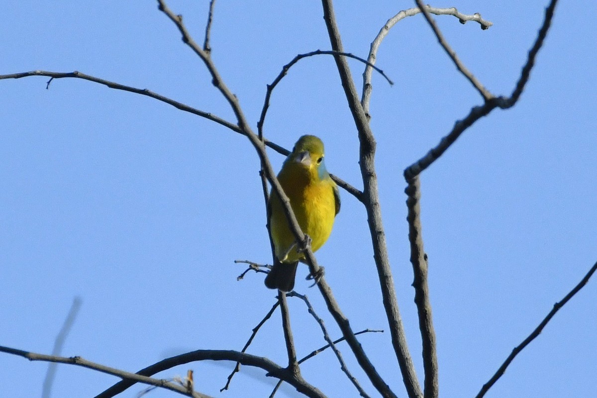 Скригнатка жовтогруда - ML646620725