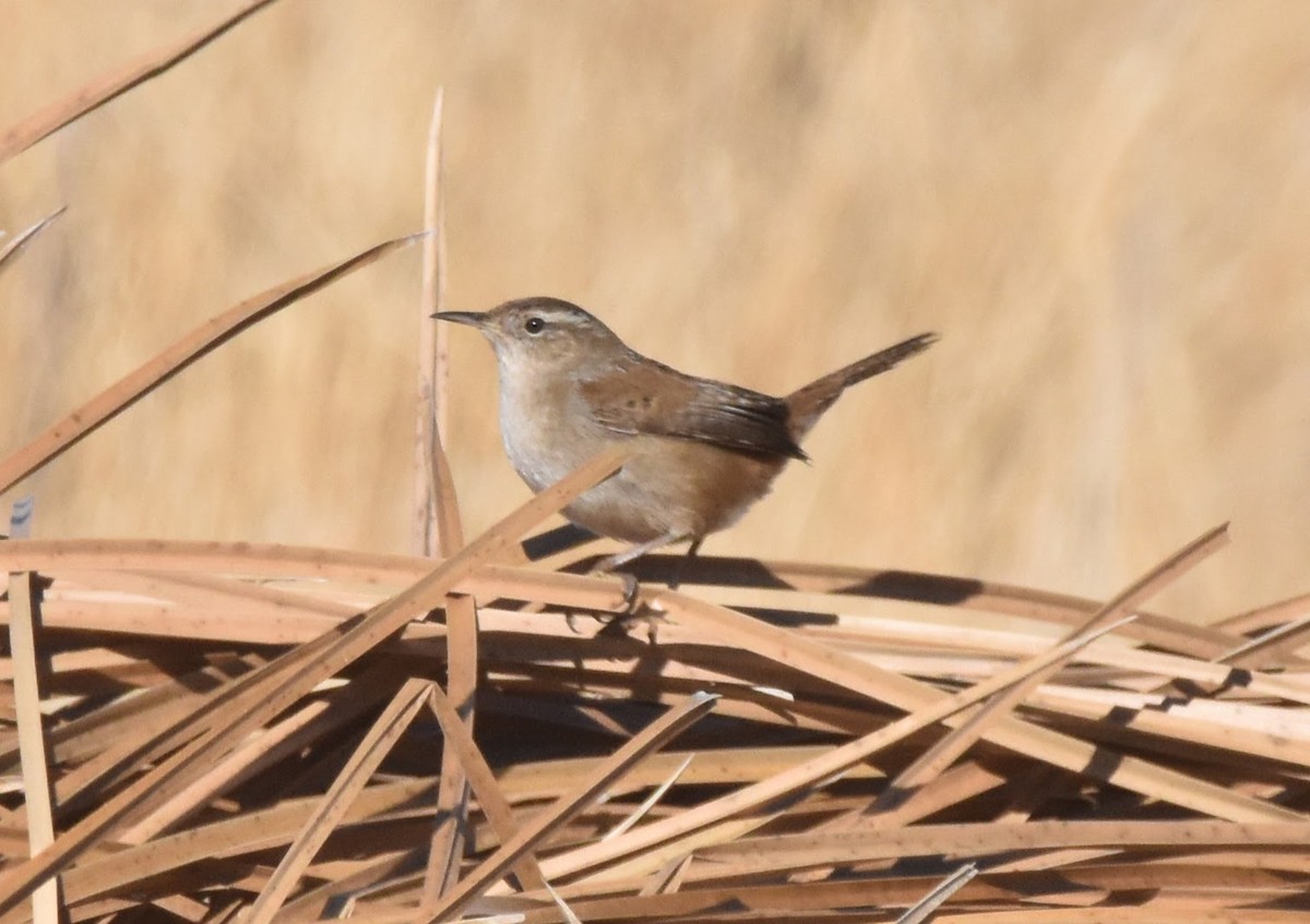 Marsh Wren (plesius Group) - ML646620726