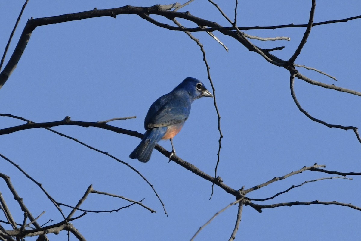 Скригнатка рожевочерева - ML646620727