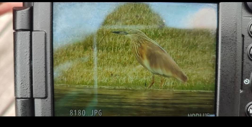 Squacco Heron - ML646620728