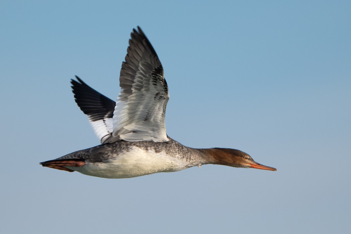 Harle huppé - ML646620729