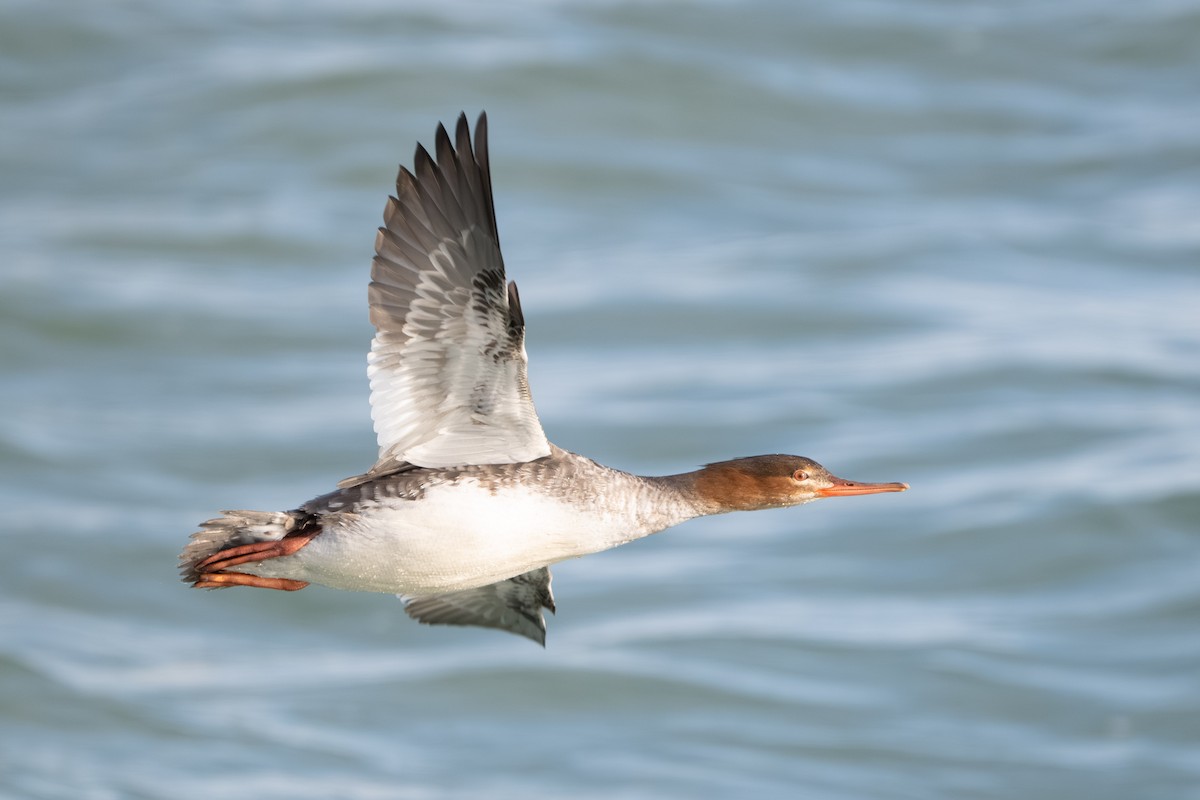 Harle huppé - ML646620730