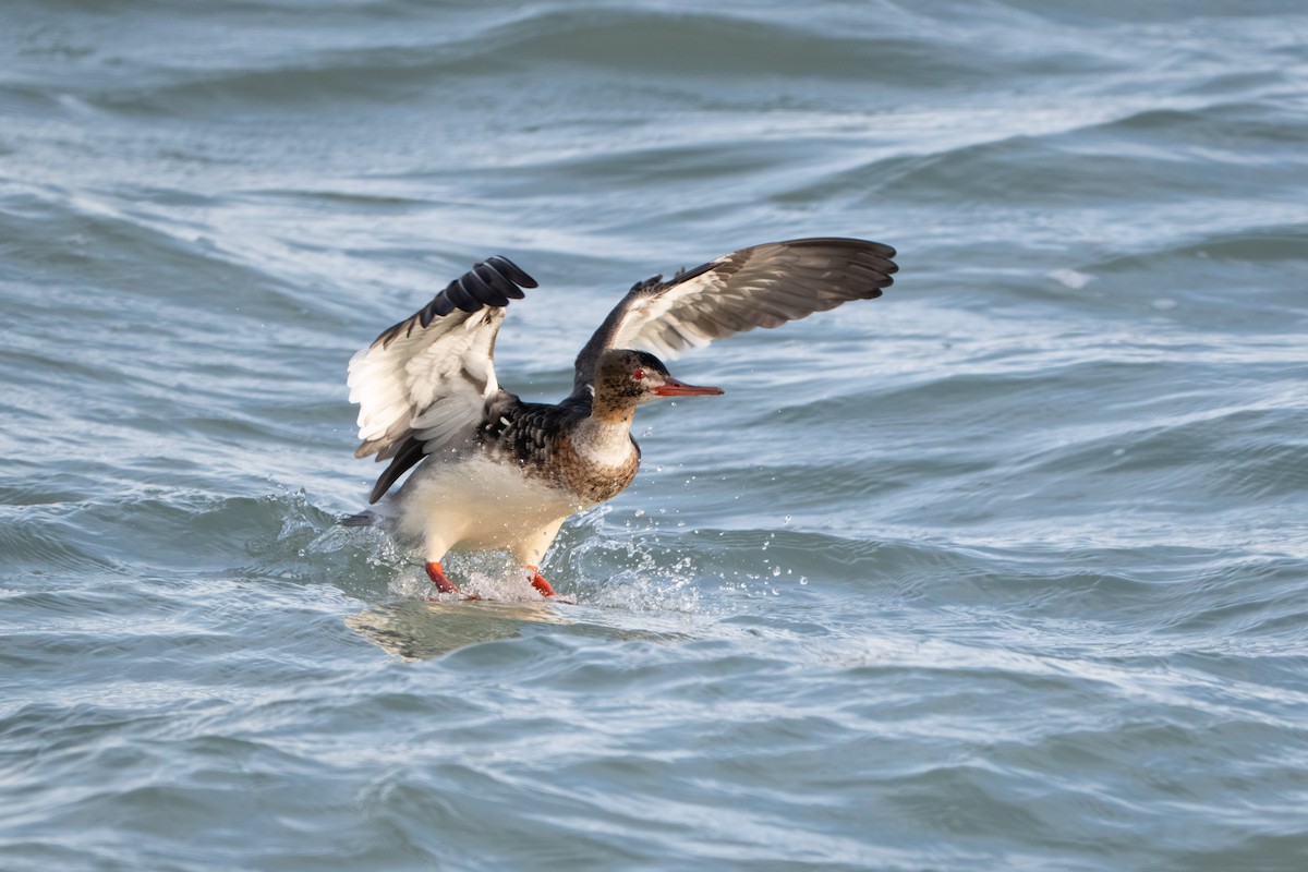 Harle huppé - ML646620731