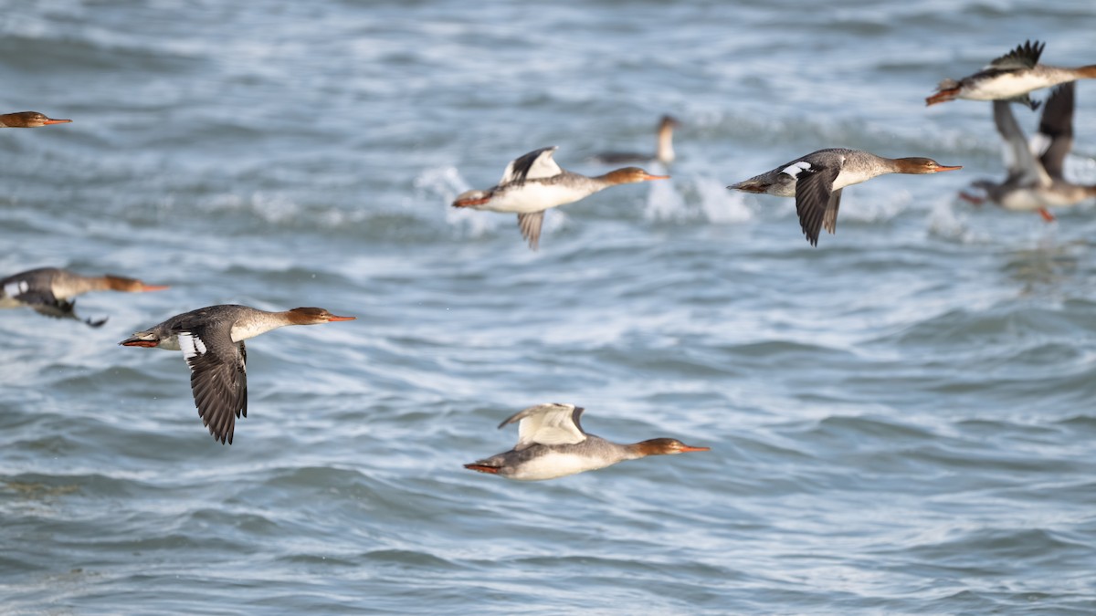 Harle huppé - ML646620732