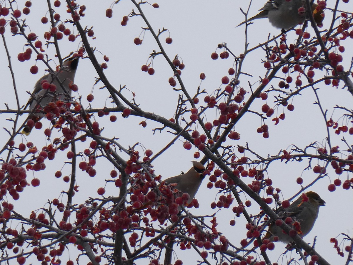 Pinu-gailupa - ML646620733