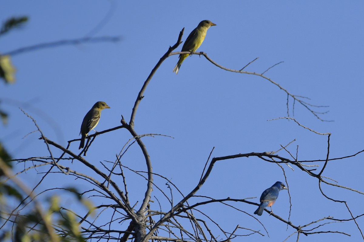 Піранга жовтогуза - ML646620739