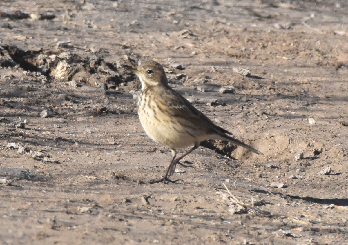 American Pipit - ML646620740