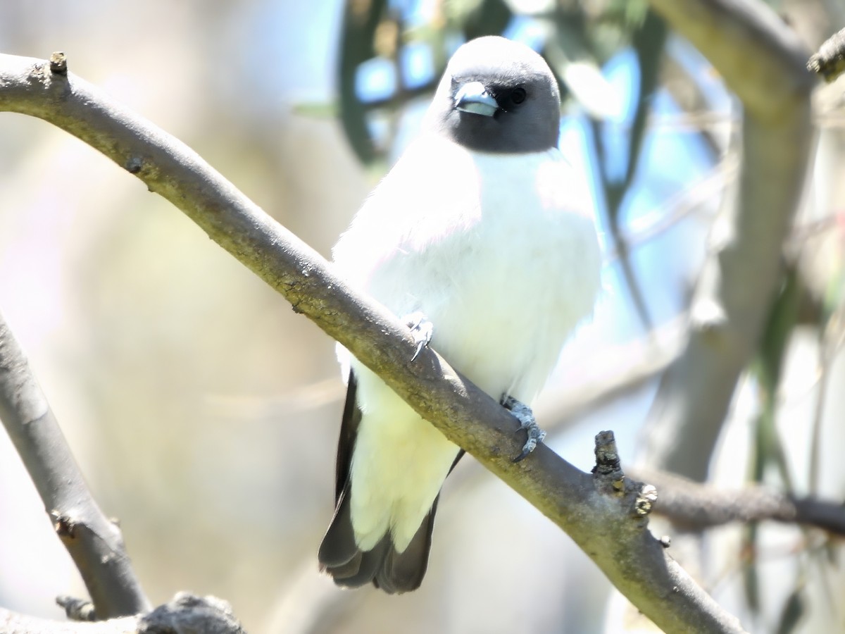 White-breasted Woodswallow - ML646620741