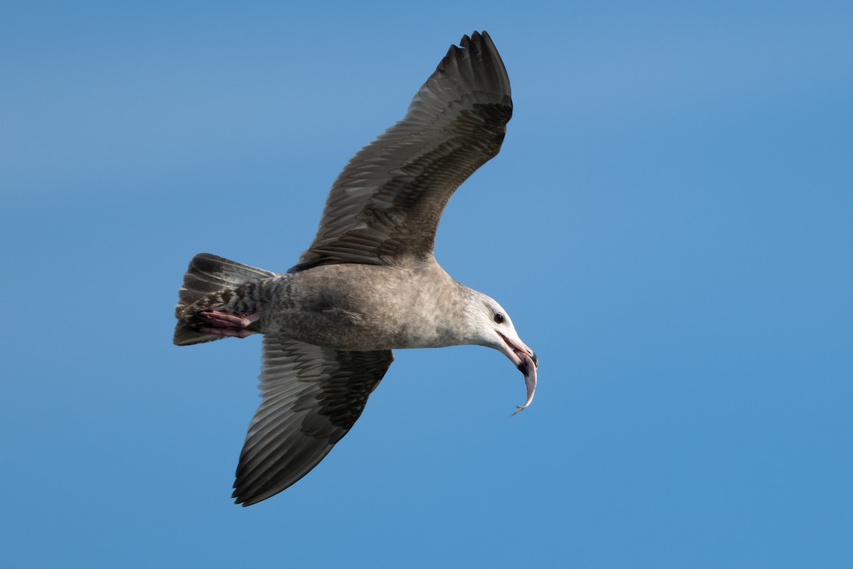 Goéland hudsonien - ML646620746