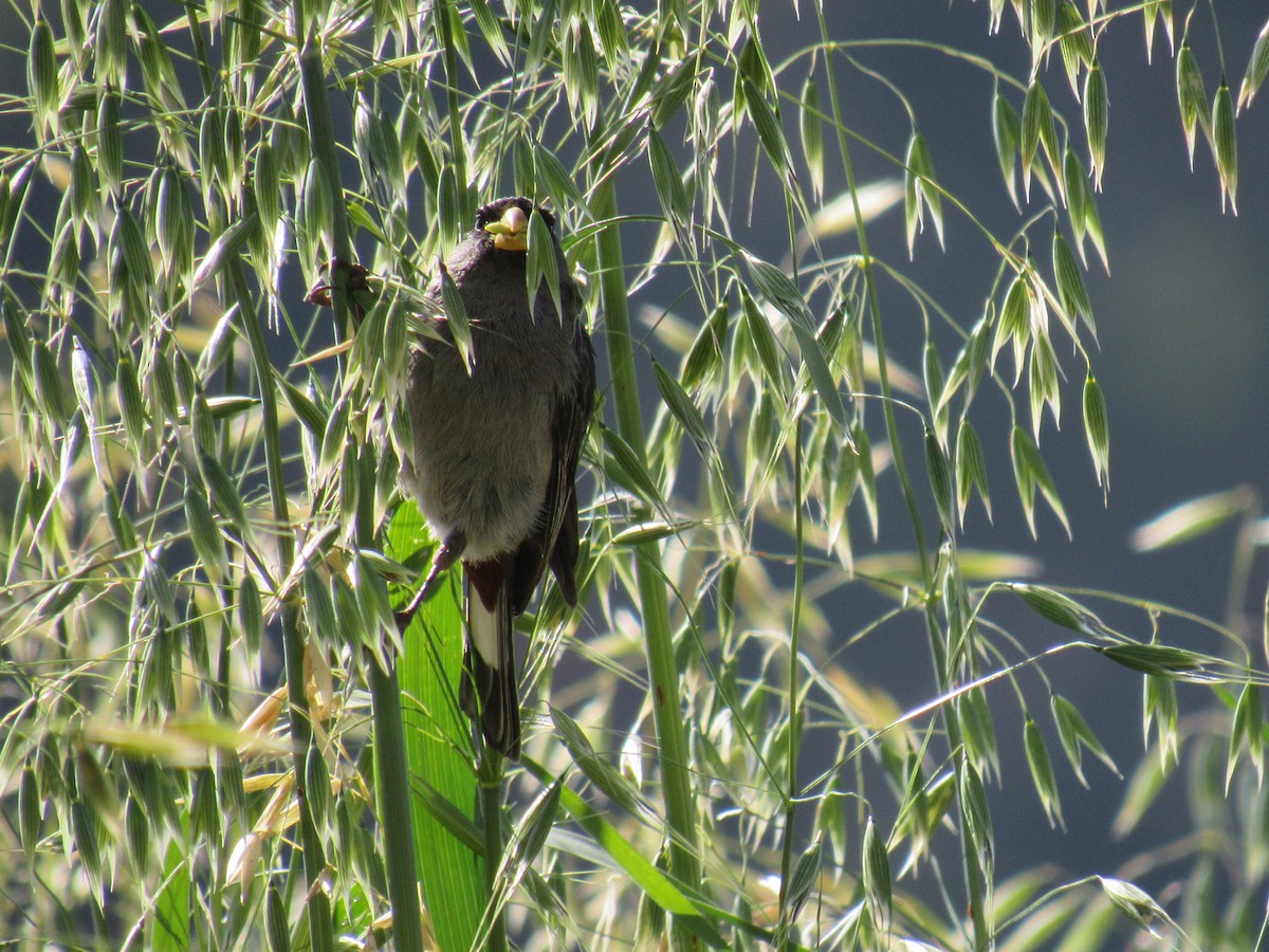 Band-tailed Seedeater - ML646620754