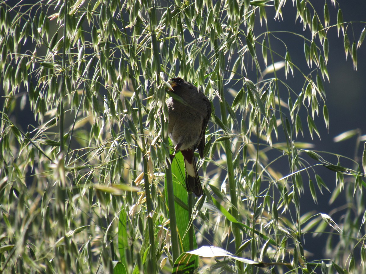 Band-tailed Seedeater - ML646620755
