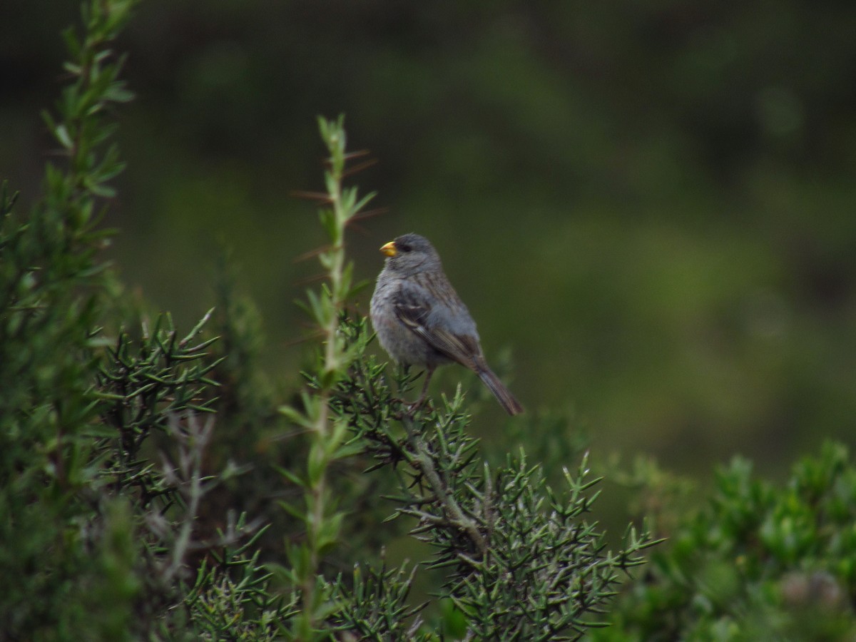 Band-tailed Seedeater - ML646620756