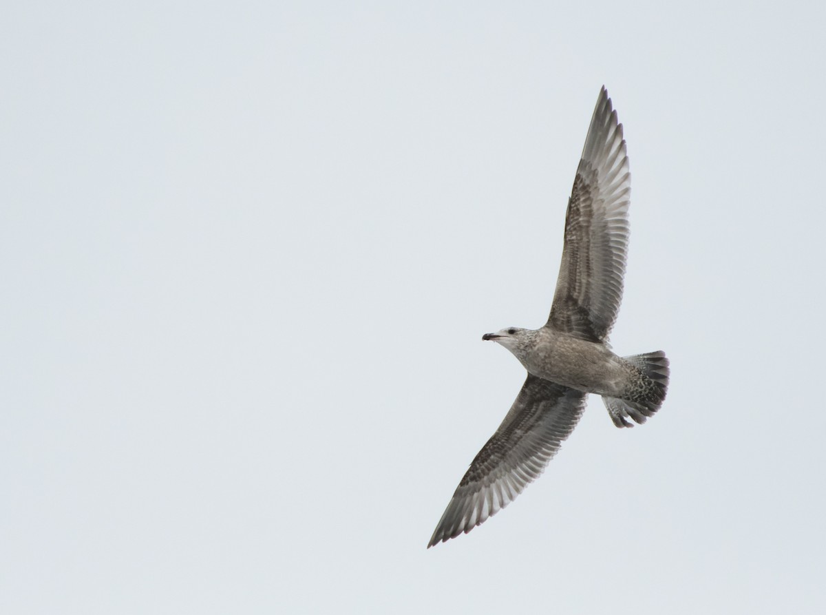 American Herring Gull - ML646620758