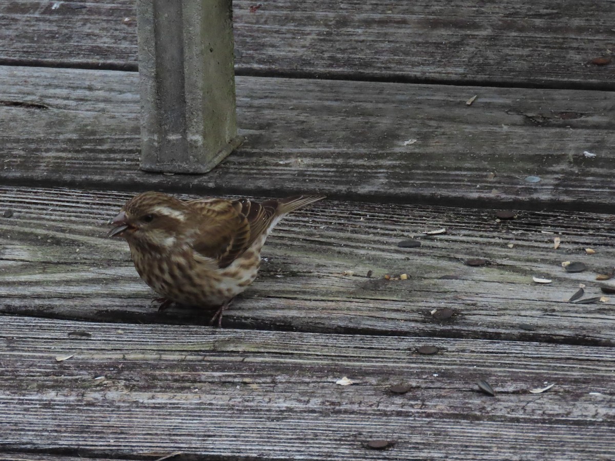 Camachuelo Purpúreo - ML646620763