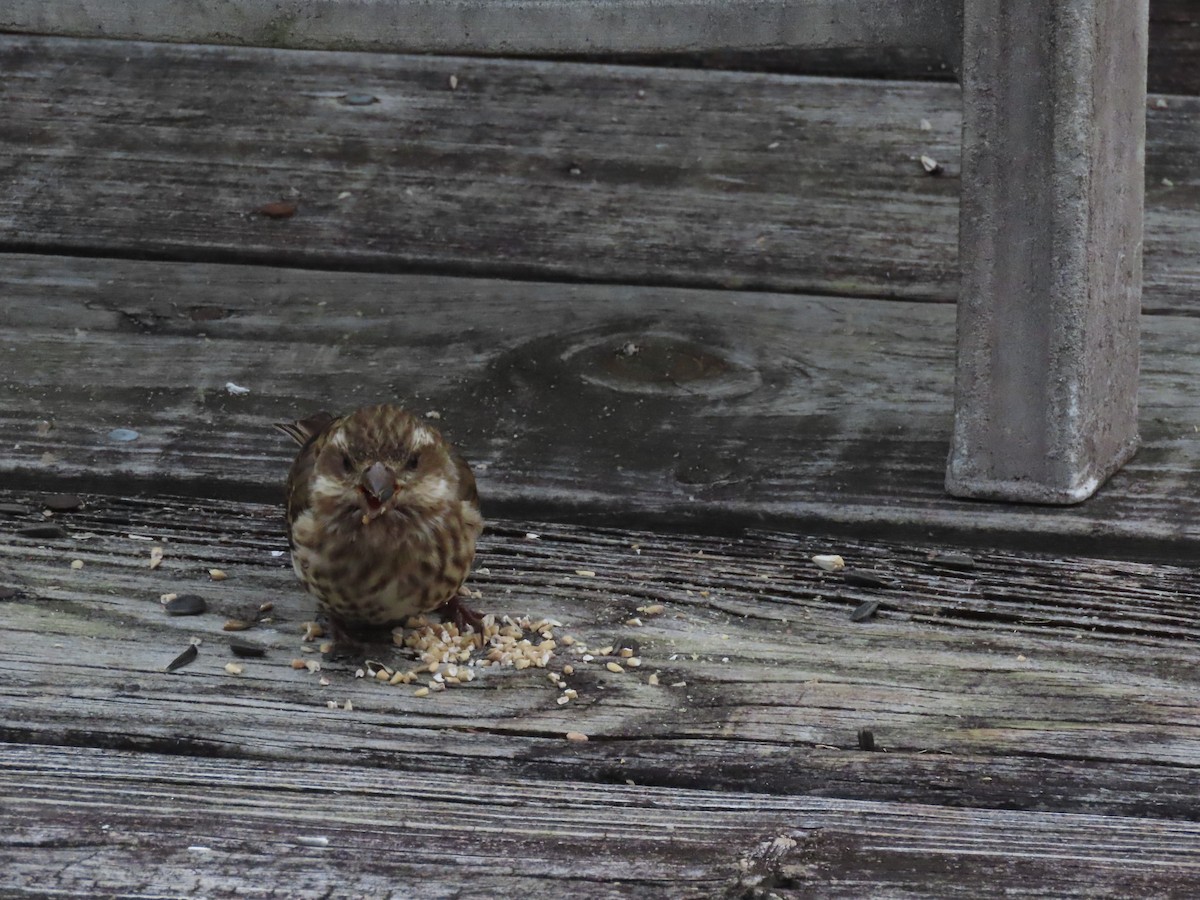 Camachuelo Purpúreo - ML646620765