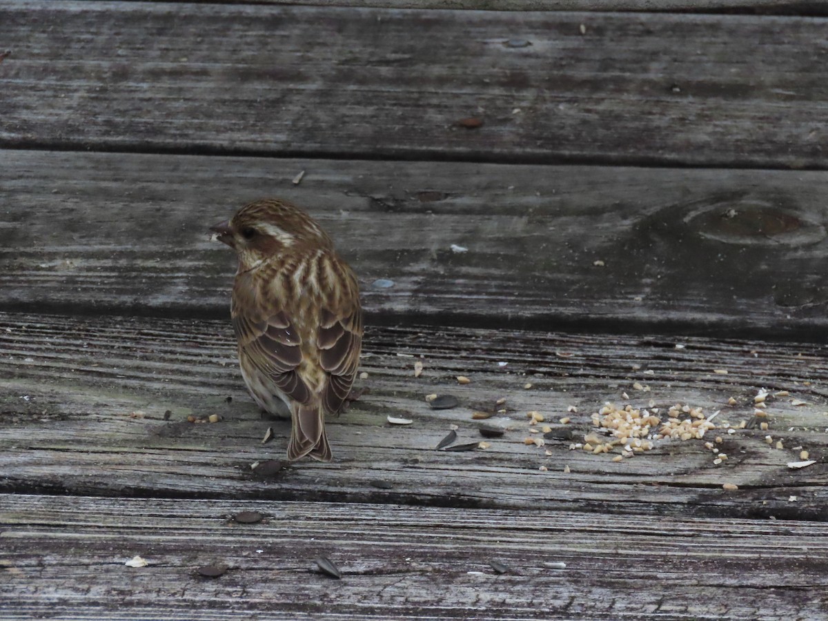 Camachuelo Purpúreo - ML646620767