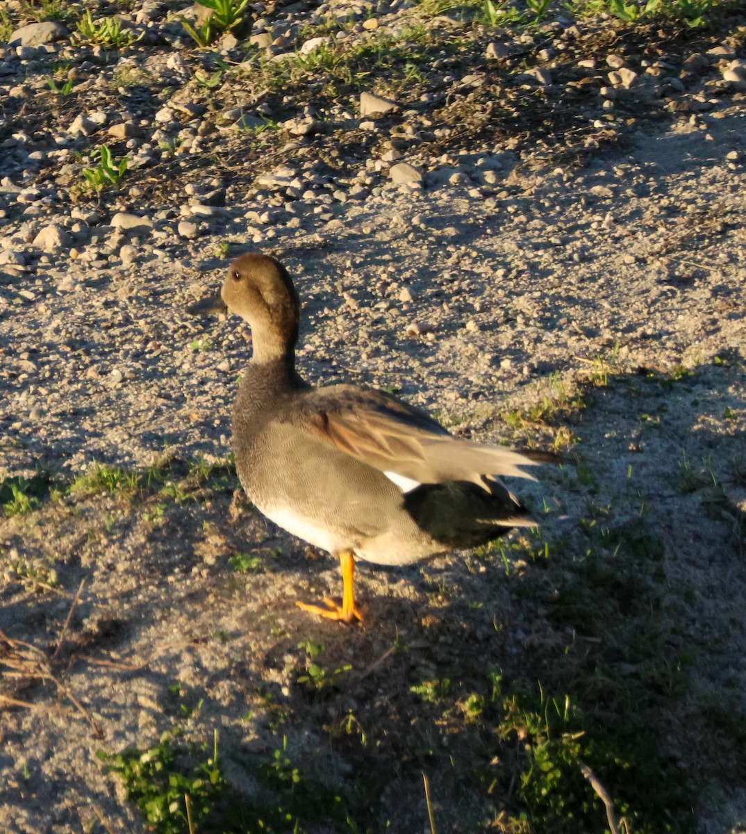 Canapiglia - ML646620773