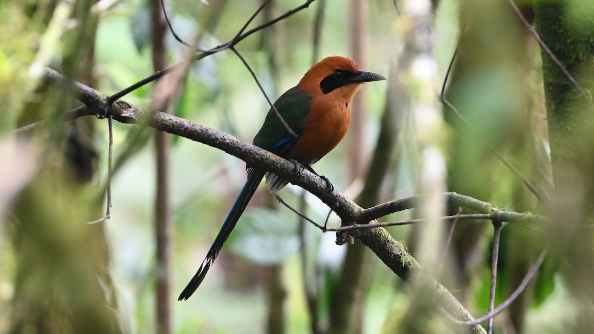 Rufous Motmot - ML646620776