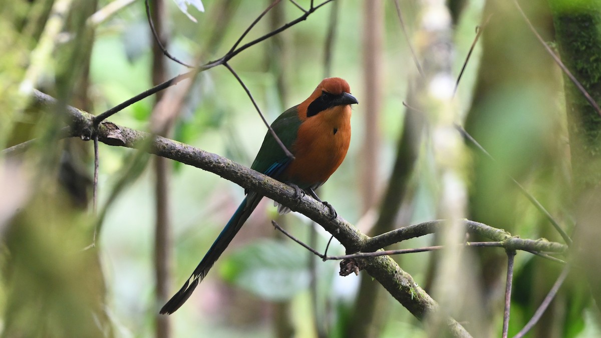 Rufous Motmot - ML646620777