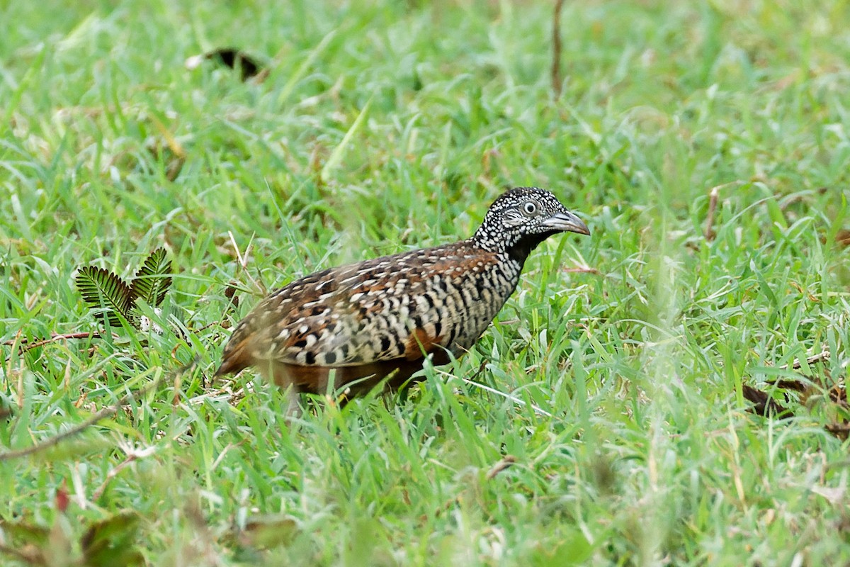 perepel šupinkový - ML646620778