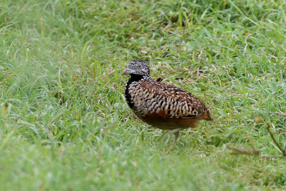 perepel šupinkový - ML646620779