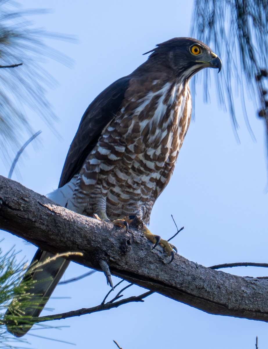 Crested Goshawk - ML646620780