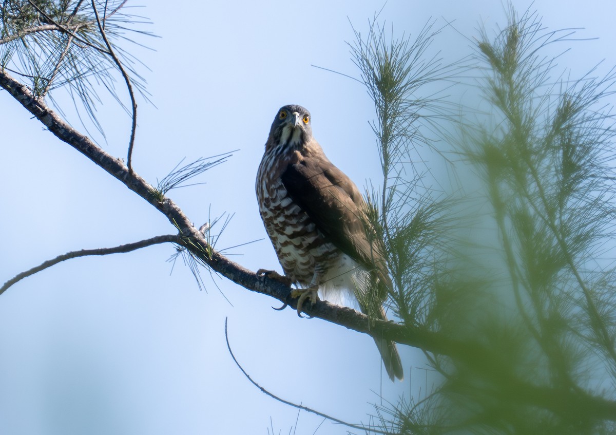 Crested Goshawk - ML646620781