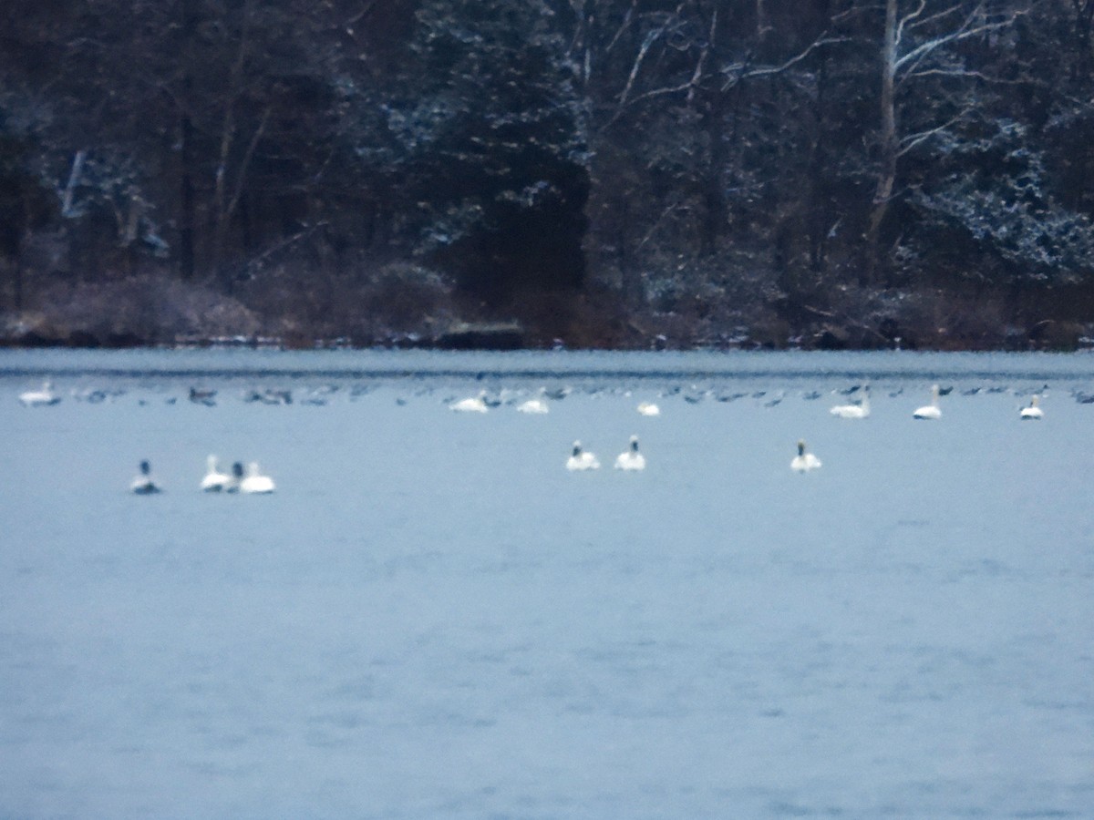 Tundra Swan - ML646620782