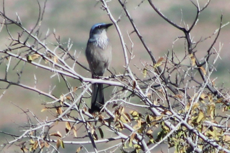 Woodhouse's Scrub-Jay (Woodhouse's) - ML646620784