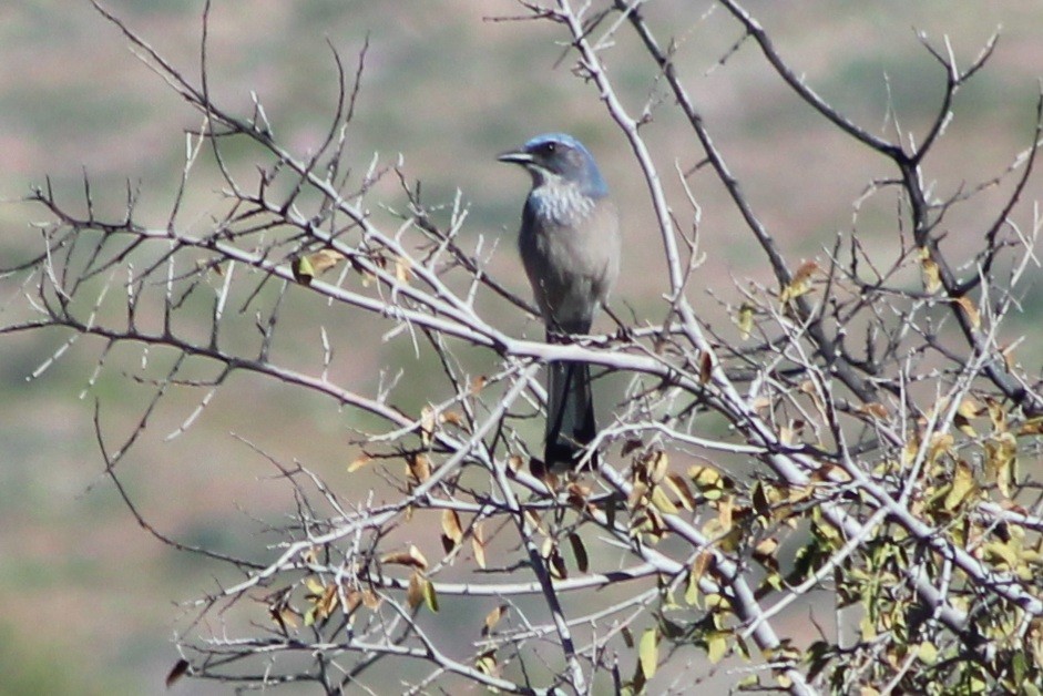 Woodhouse's Scrub-Jay (Woodhouse's) - ML646620786