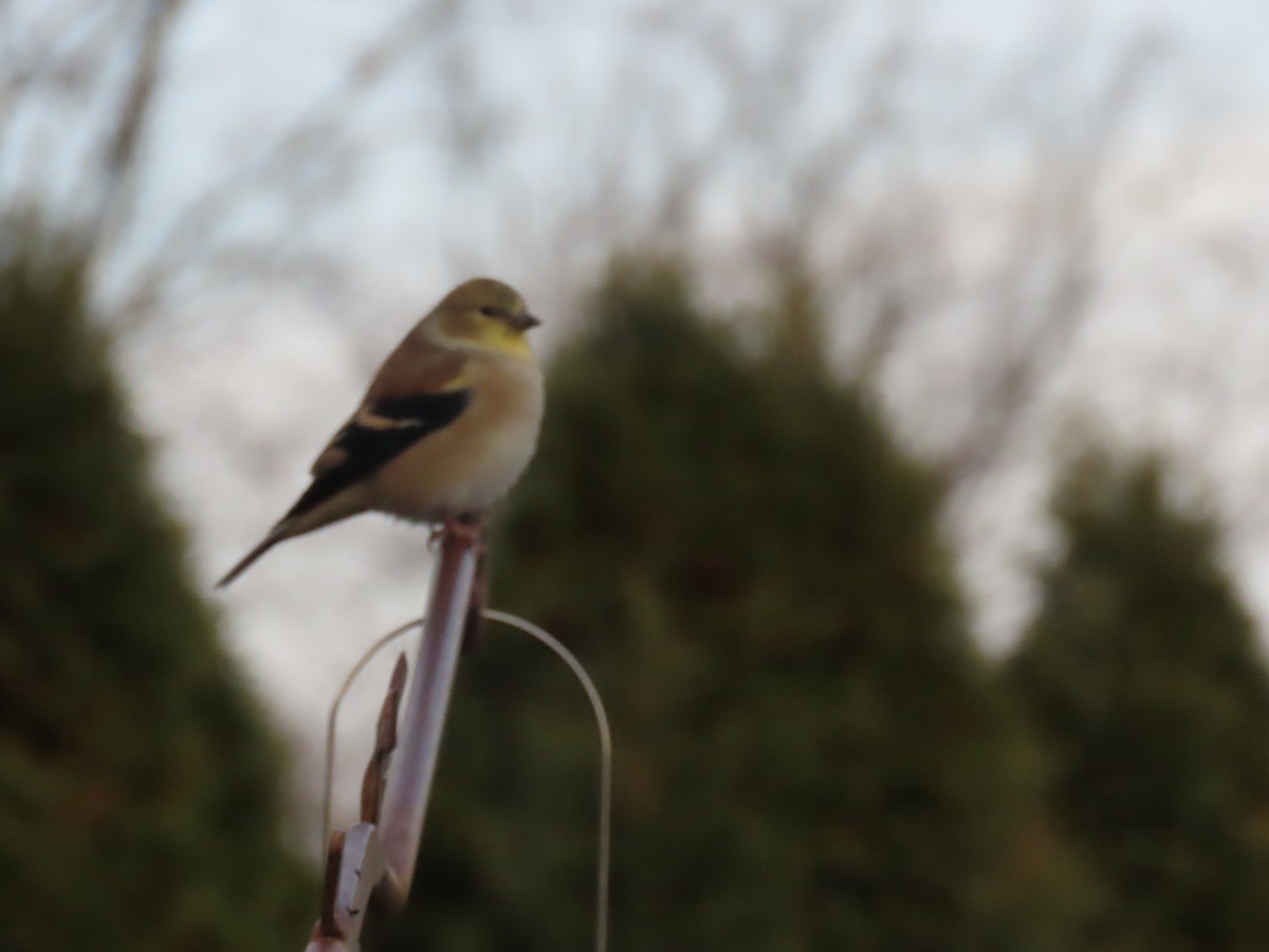 Jilguero Yanqui - ML646620790