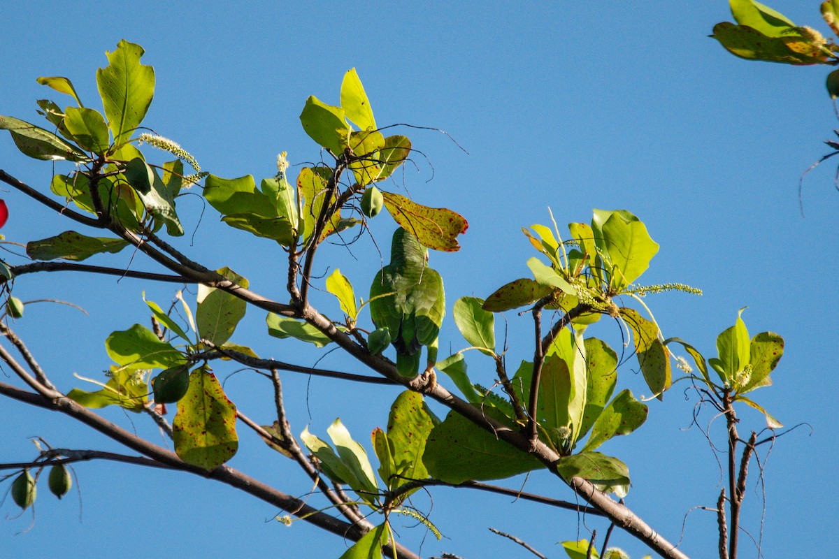 parrot sp. - ML646620795