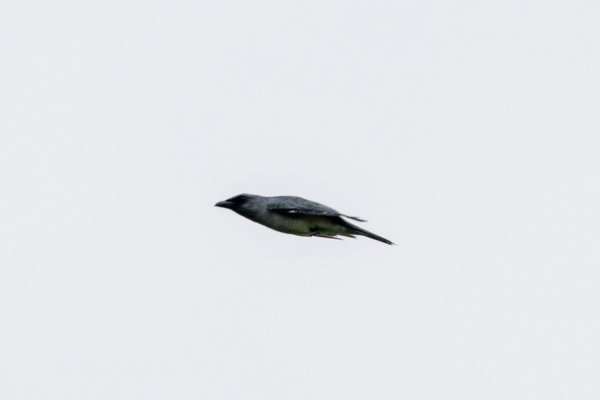 Indian Cuckooshrike - ML646620796