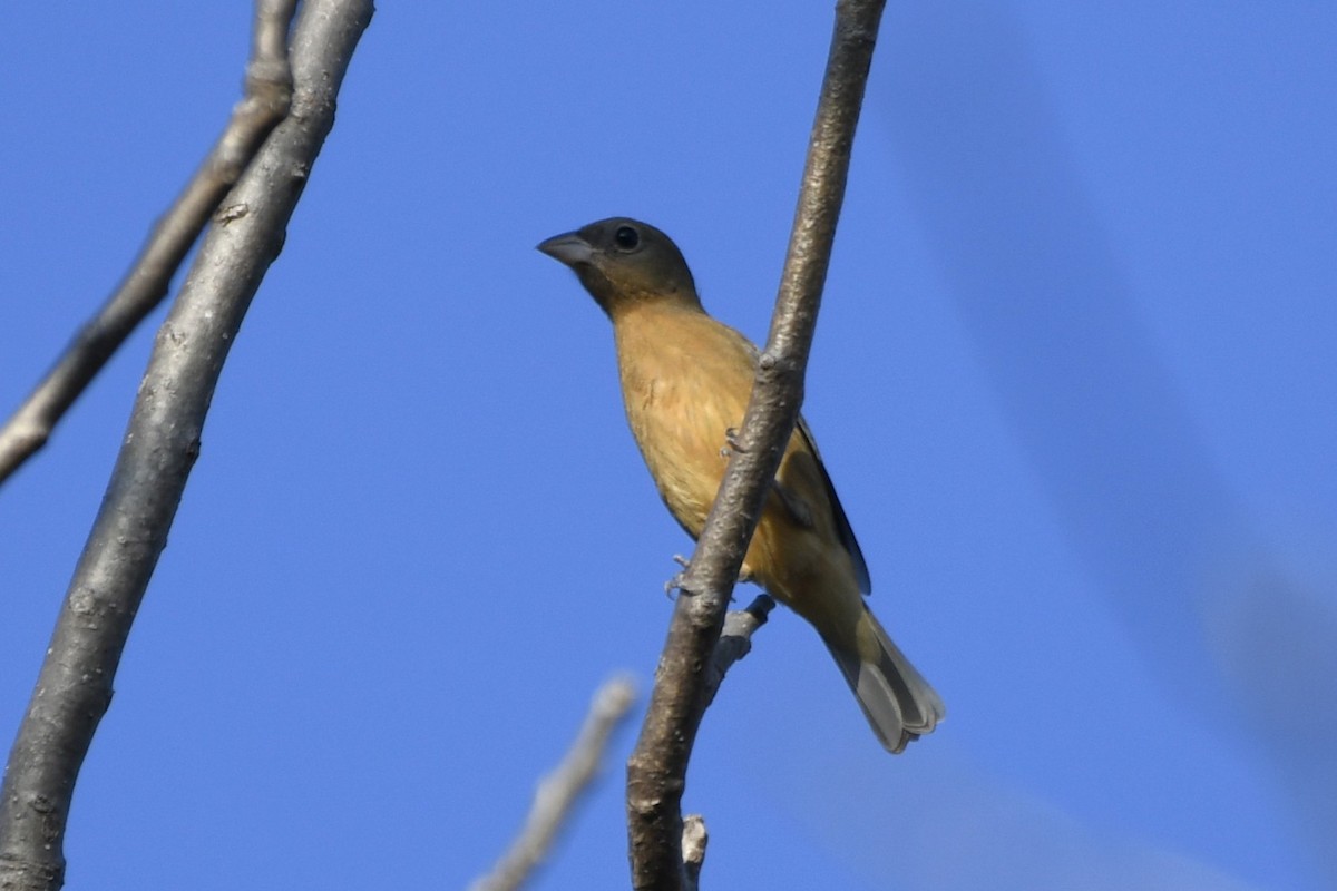 Rose-bellied Bunting - ML646620797