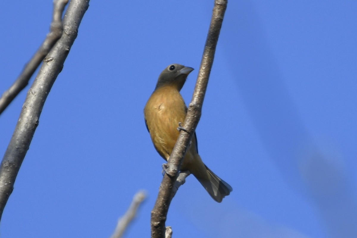 Rose-bellied Bunting - ML646620798