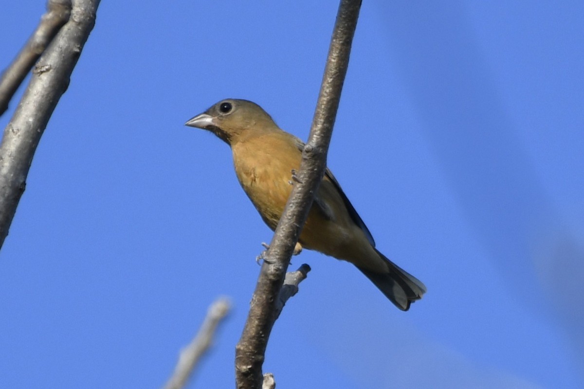 Rose-bellied Bunting - ML646620799