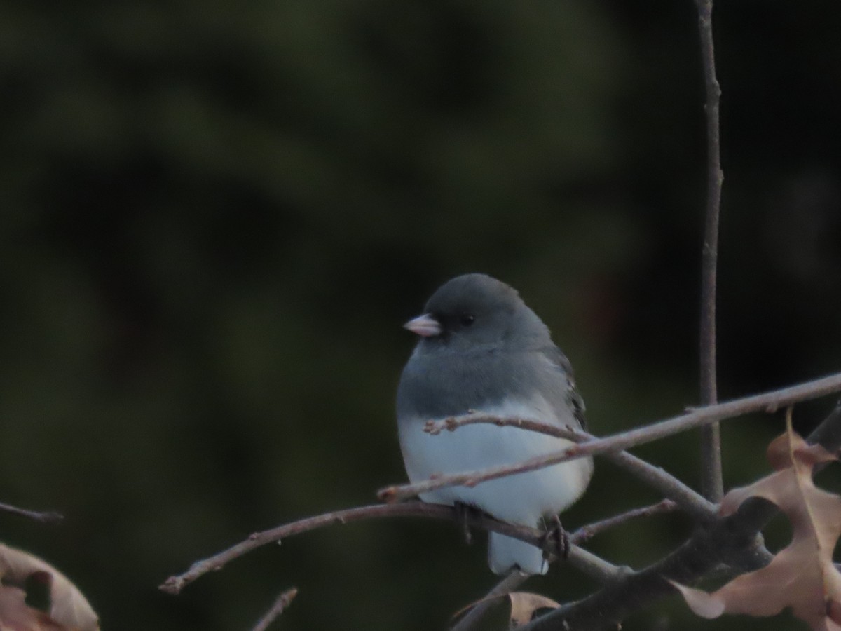 strnadec zimní - ML646620801