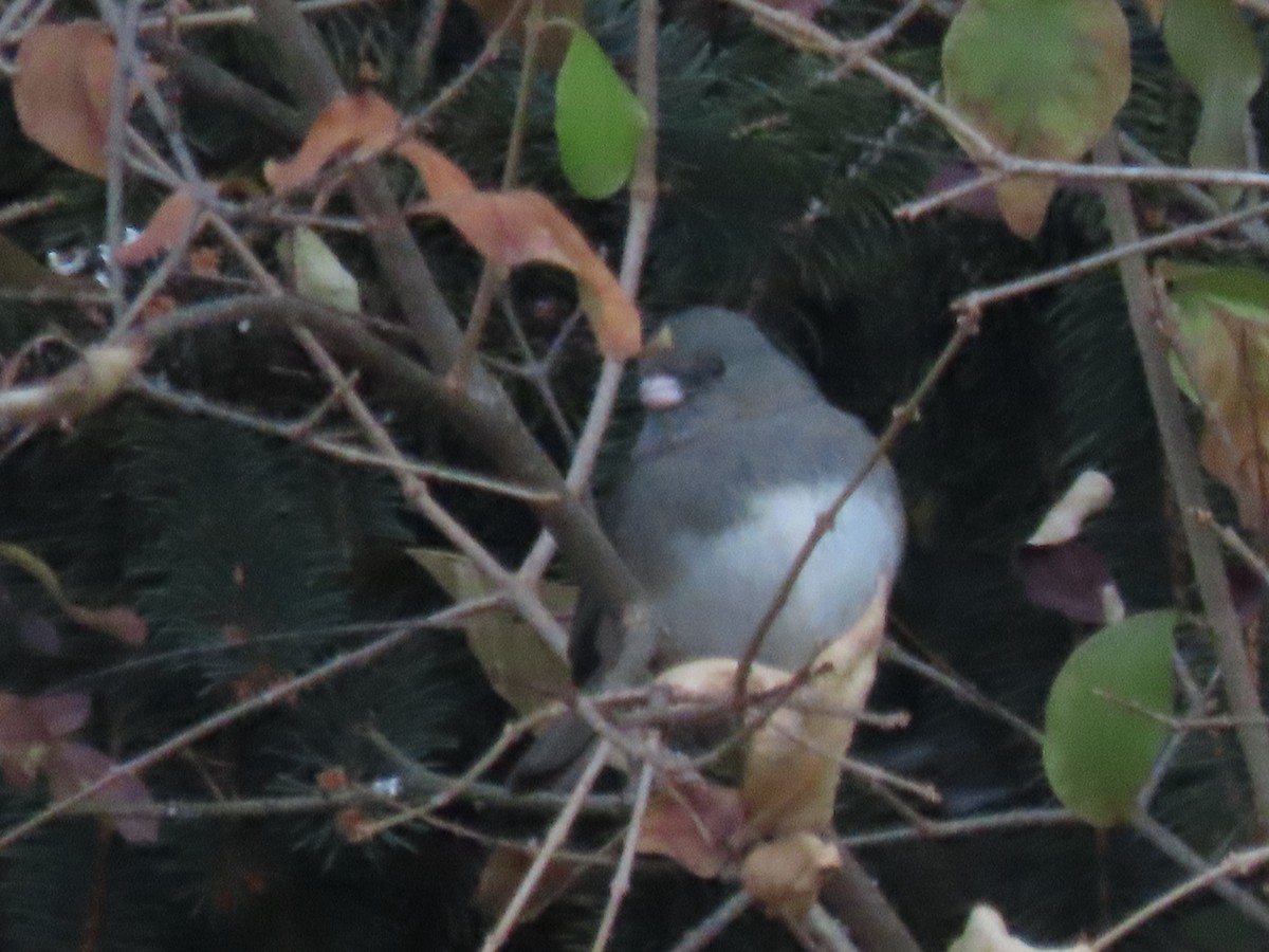 strnadec zimní - ML646620803