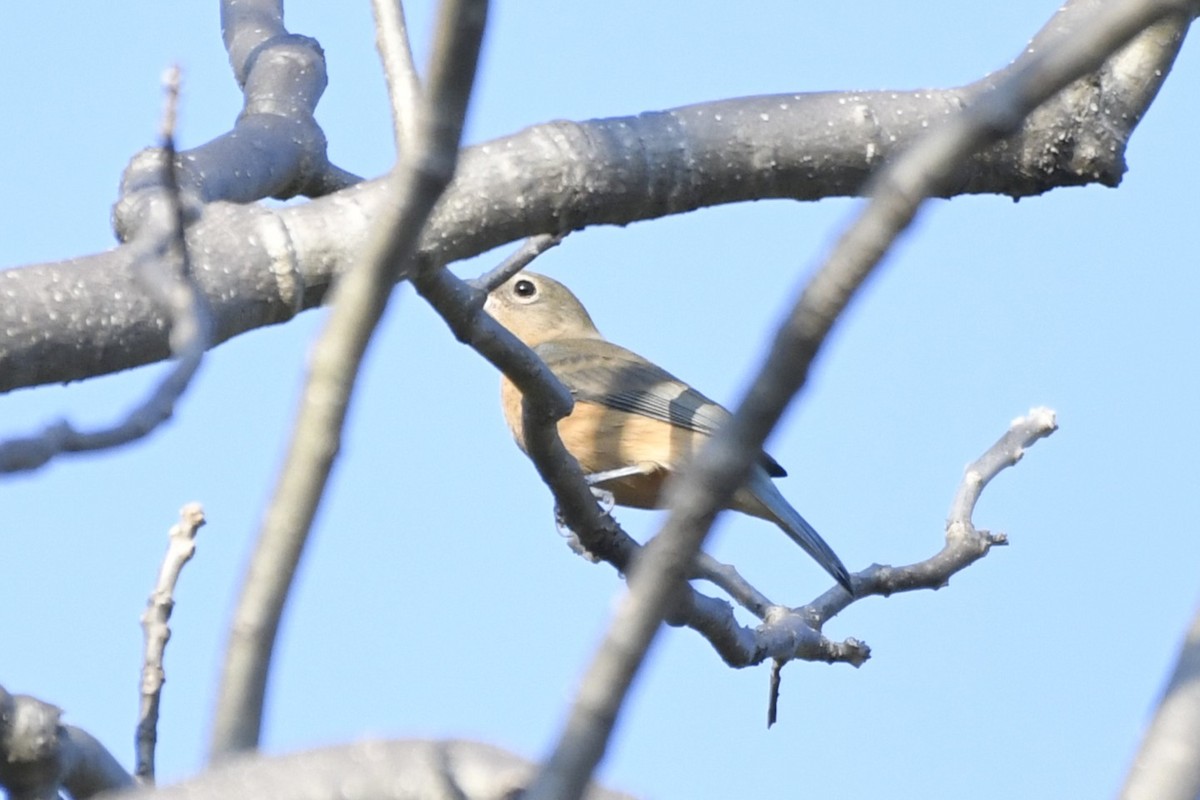 Rose-bellied Bunting - ML646620804