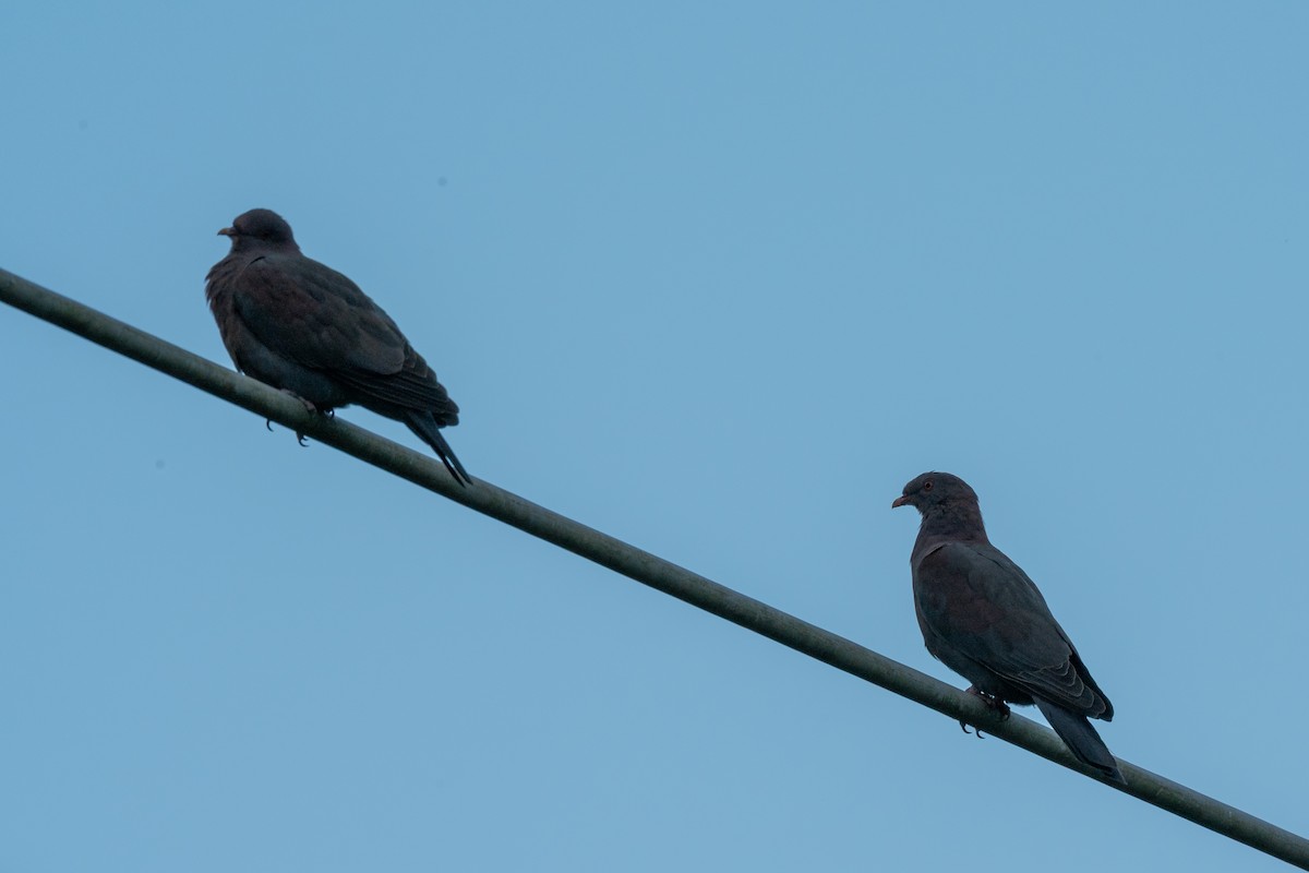 Red-billed Pigeon - ML646620805