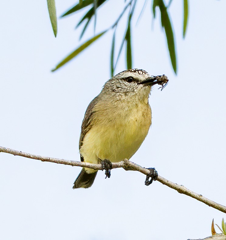 Yellow-rumped Thornbill - ML646620814