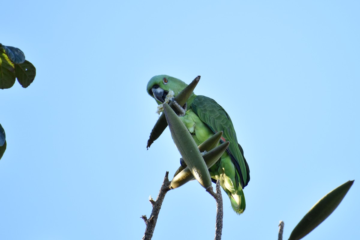 Yellow-naped Amazon - ML646620815